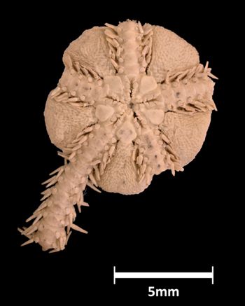 Media type: image;   Invertebrate Zoology OPH-1261 Aspect: ventral